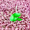 Micro Girasol