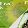 Sunflower Shoots | Brotes de Girasol | Salud | La Torre Agrícola