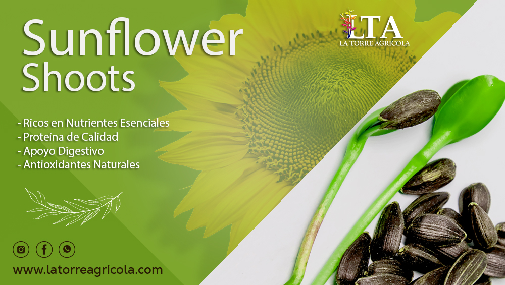 Sunflower Shoots | Brotes de Girasol | Salud | La Torre Agrícola