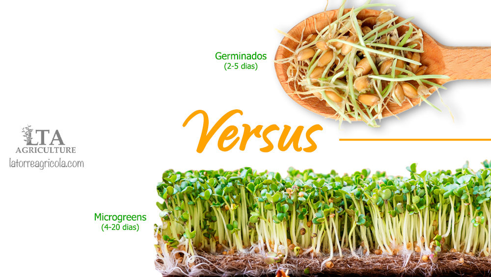 Diferencias entre Las Microplantas (Microgreens), Los Germinados y Los Brotes