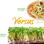 Diferencias entre Las Microplantas (Microgreens), Los Germinados y Los Brotes