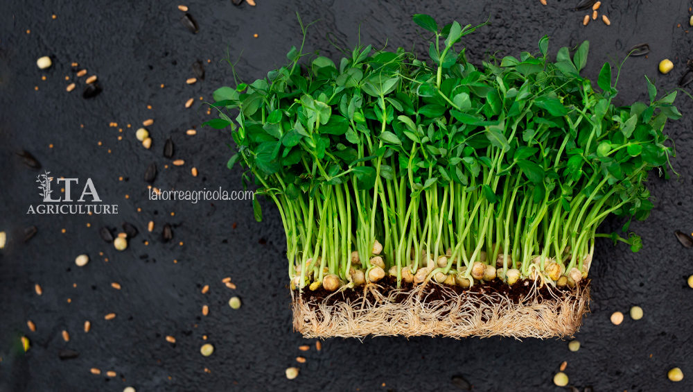 ¿Qué son los Microverdes, Microgreens o Microplantas?