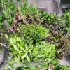Garnish Mix Microgreens