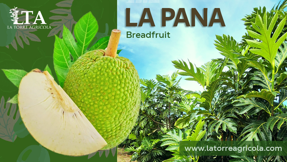 La Pana en Puerto Rico
