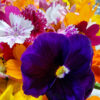 Mix de Flores Comestibles