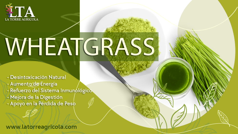 wheatgrass o trigo